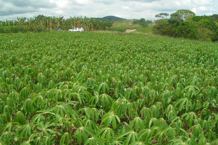 Plantação de macaxeira escondia motos roubadas em Arapiraca