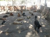 Abrigo de animais em Maceió precisa de doações