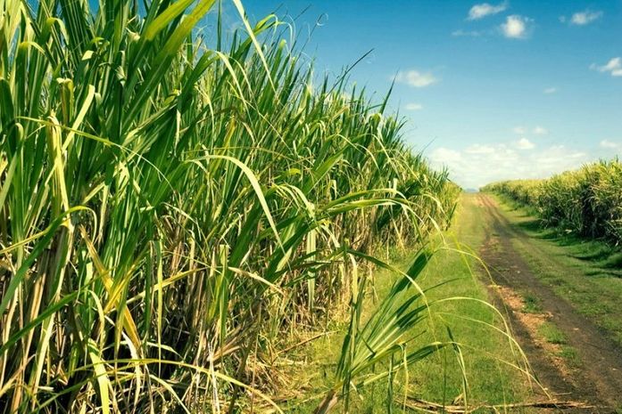 Cana de açúcar