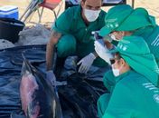 Golfinho foi encontrado na Barra de São Miguel