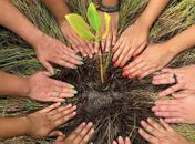 Com arborização, Prefeitura faz de Maceió uma cidade mais sustentável