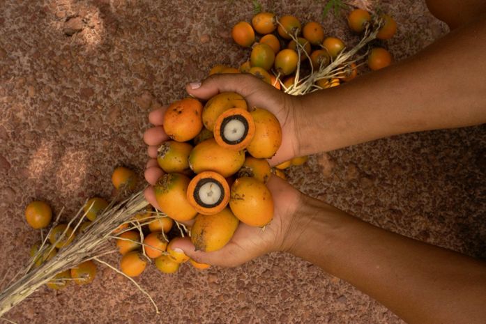 Natura detalha pela primeira vez estratégias financeiras e operacionais frente às mudanças climáticas