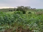 Agricultores familiares de Limoeiro de Anadia receberão orientações sobre a mandiocultura