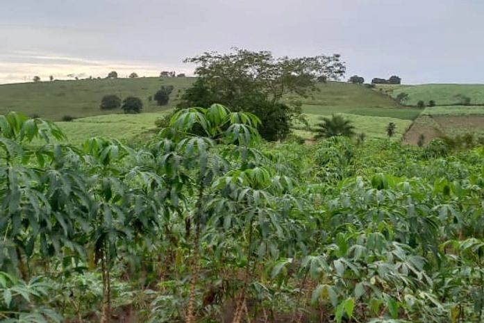 Agricultores familiares de Limoeiro de Anadia receberão orientações sobre a mandiocultura
