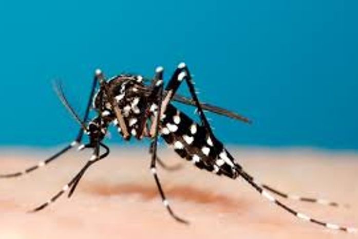Boletim Epidemiológico traz menor gravidade em casos de dengue