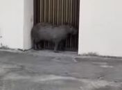 Moradores encontram capivara na frente de residência na Ponta Grossa, em Maceió