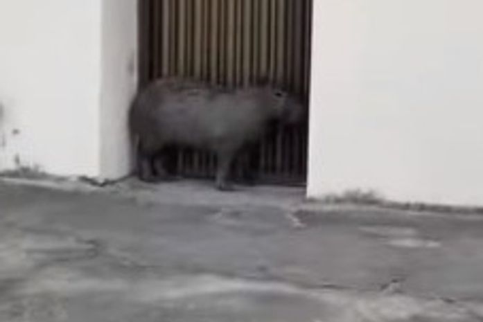 Moradores encontram capivara na frente de residência na Ponta Grossa, em Maceió