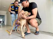 Girau do Ponciano supera meta e vacina mais de 90% dos animais domésticos
