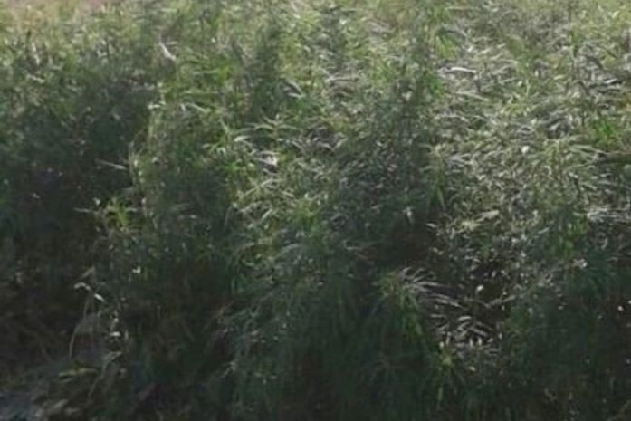 Plantação de maconha