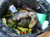 Novos gestores encontram ratos mortos em creche municipal