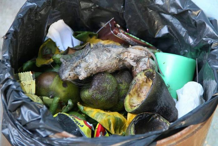 Novos gestores encontram ratos mortos em creche municipal