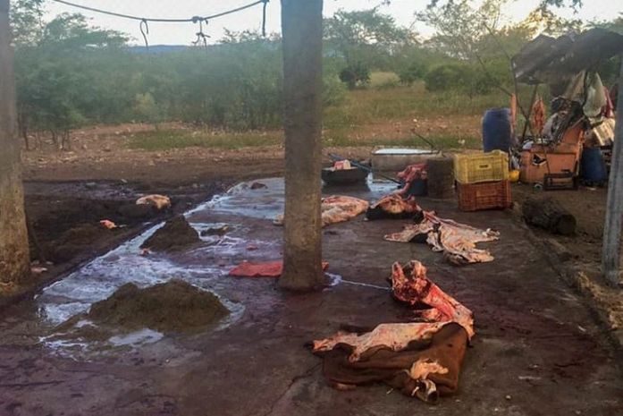 IMA e Adeal realizam operação em combate a matadouros clandestinos