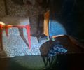PM resgata cachorro com focinho amarrado com fita isolante e prende tutor em flagrante