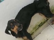PM resgata três cães em situação de maus-tratos em União dos Palmares; tutor foi preso em flagrante