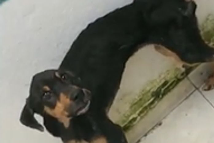 PM resgata três cães em situação de maus-tratos em União dos Palmares; tutor foi preso em flagrante
