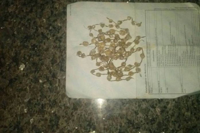Droga encontrada com os menores em terreno baldio