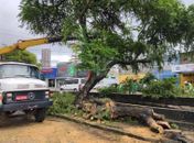 Cidadão pode solicitar o serviço de forma gratuita. 