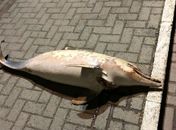 Animal foi encontrado por populares que o colocaram no calçadão da praia.