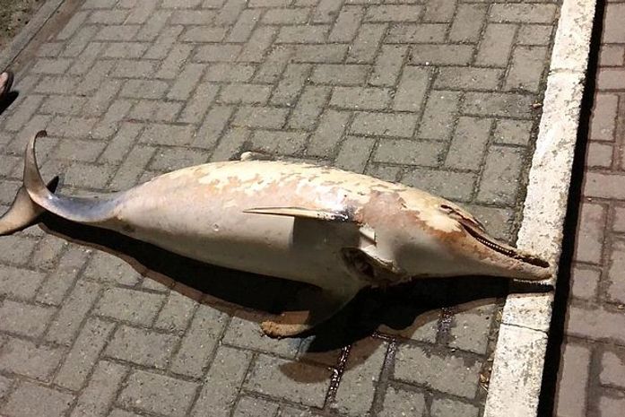 Animal foi encontrado por populares que o colocaram no calçadão da praia.