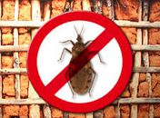 Municípios alagoanos podem buscar financiamentos para controle da Doença de Chagas