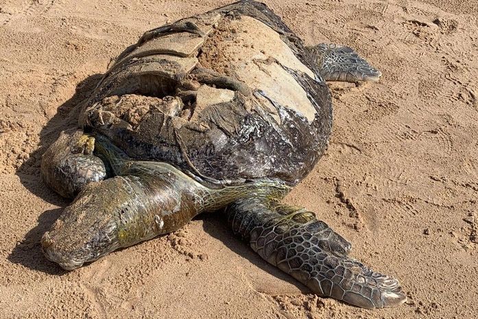 Tartaruga marinha