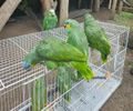 Ibama destina 19 papagaios-do-mangue para reintrodução em áreas de Mata Atlântica em Alagoas
