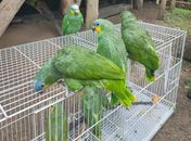Ibama destina 19 papagaios-do-mangue para reintrodução em áreas de Mata Atlântica em Alagoas