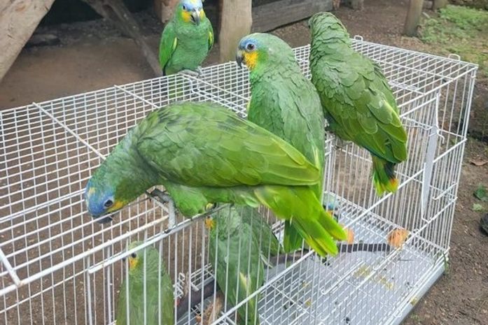Ibama destina 19 papagaios-do-mangue para reintrodução em áreas de Mata Atlântica em Alagoas