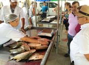 Feira do Peixe Vivo será realizada em Fernão Velho