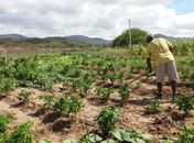 Secretaria de Agricultura informa sobre prorrogação do prazo para inscrição no Garantia-Safra 2024/2025