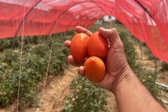 Projeto inovador apoiado pelo Governo de Alagoas aumenta a produção de tomates em 14 toneladas