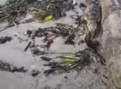 Vídeo: Jacaré e boi são encontrados na faixa de areia das praias de Ponta Verde e Pajuçara