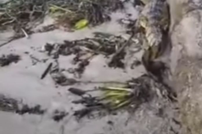 Vídeo: Jacaré e boi são encontrados na faixa de areia das praias de Ponta Verde e Pajuçara