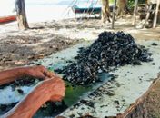 Enquanto sururu ganha destaque no Grammy, marisqueiras enfrentam queda na produção e abandono em Maceió
