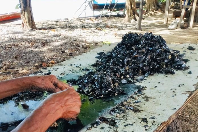 Enquanto sururu ganha destaque no Grammy, marisqueiras enfrentam queda na produção e abandono em Maceió