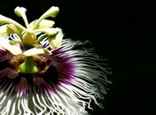 Passiflora sp.
