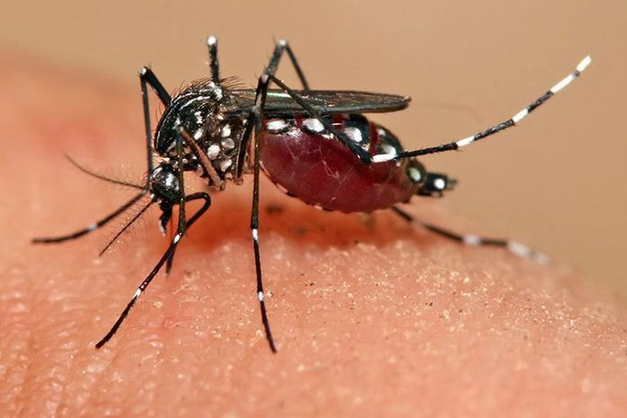 Mosquito Aedes aegypti