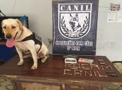 Após denúncia, policiais militares apreendem drogas e dinheiro em Arapiraca