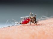 A doença é transmitida pela fêmea infectada do mosquito Anopheles