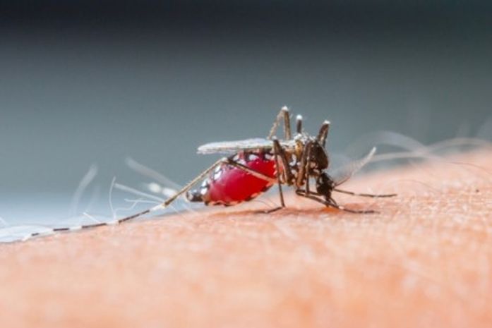 A doença é transmitida pela fêmea infectada do mosquito Anopheles