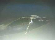 Está já é a 5ª baleia encontrada encalhada no Litoral Alagoano.