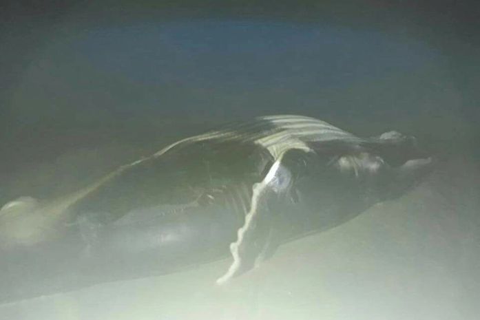 Está já é a 5ª baleia encontrada encalhada no Litoral Alagoano.