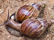 Caramujos