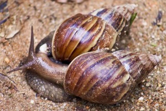 Caramujos