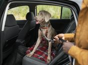 Você sabe transportar animais de estimação corretamente? Detran orienta condutores