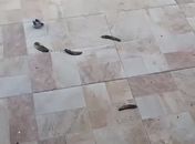 Casca de banana jogada no terreiro