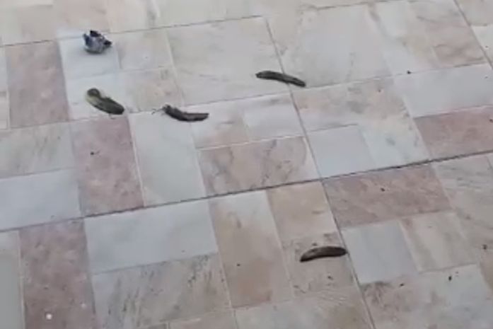 Casca de banana jogada no terreiro