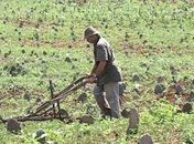 Câmara aprova auxílio emergencial para agricultor familiar na pandemia
