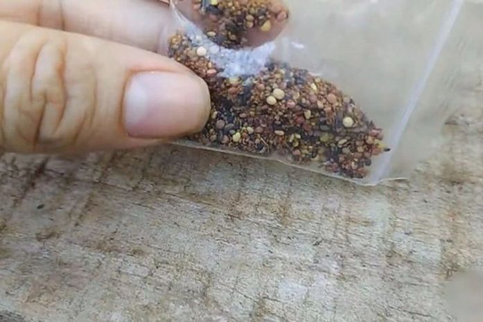 Parte das amostras analisadas até o momento apresentaram risco fitossanitário ao país