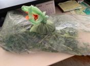 Pequena plantação de maconha foi encontrada no quintal da casa.